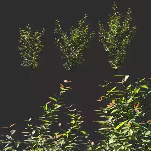 Cinnamomum burmannii tree