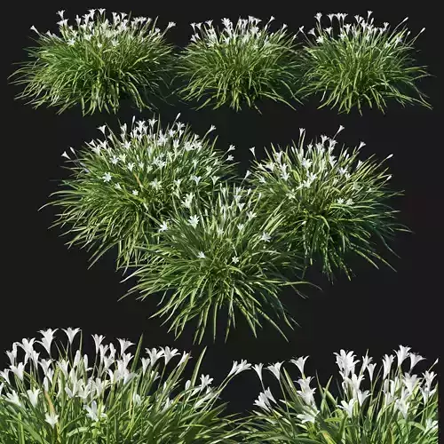 Zephyranthes sulphurea white 3D model