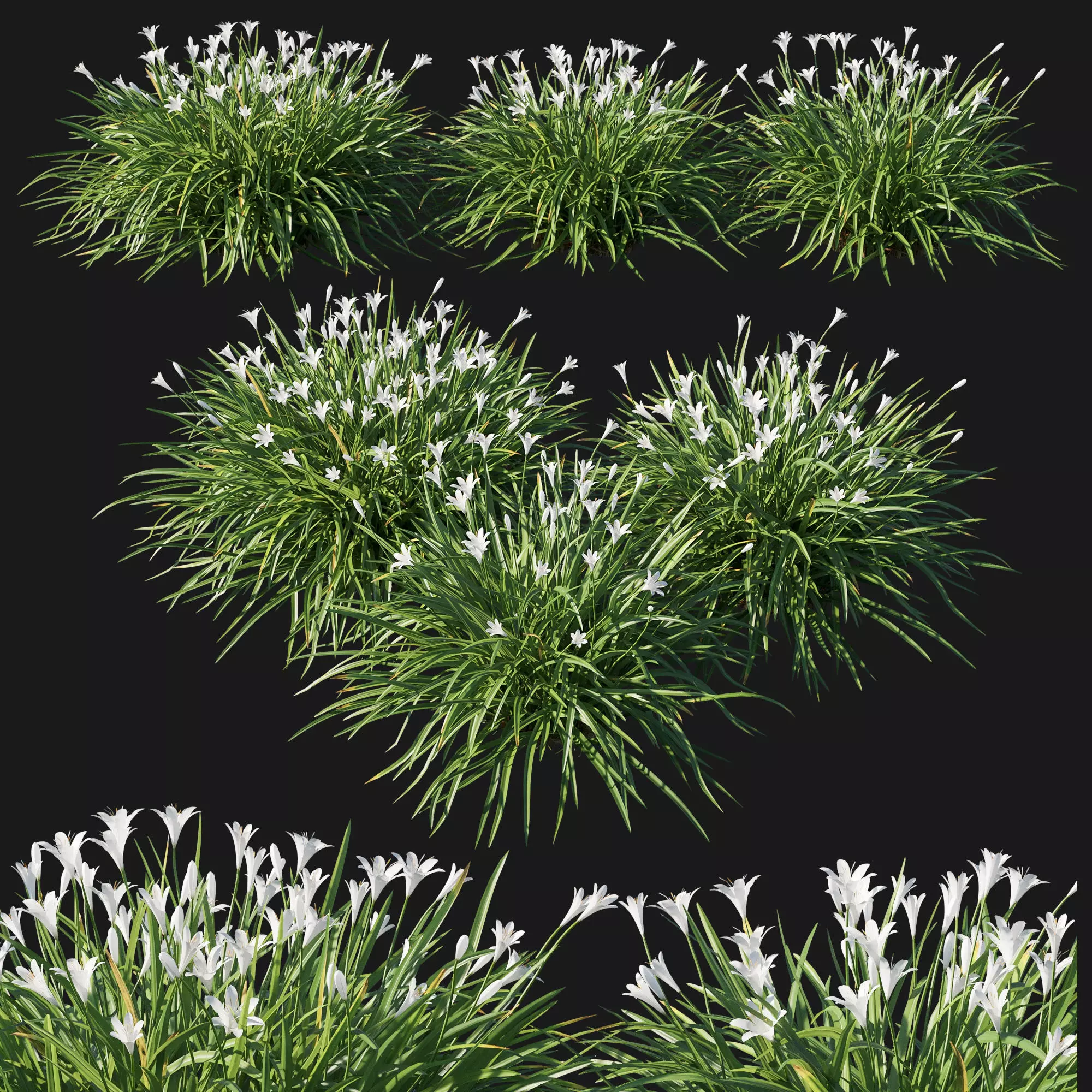 Zephyranthes sulphurea white 3D model_0