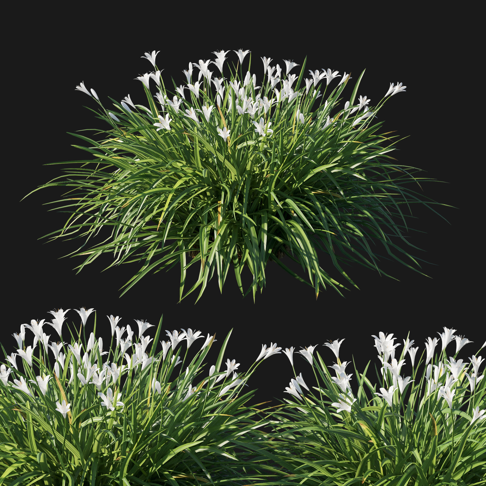 Zephyranthes sulphurea white 3D model_1