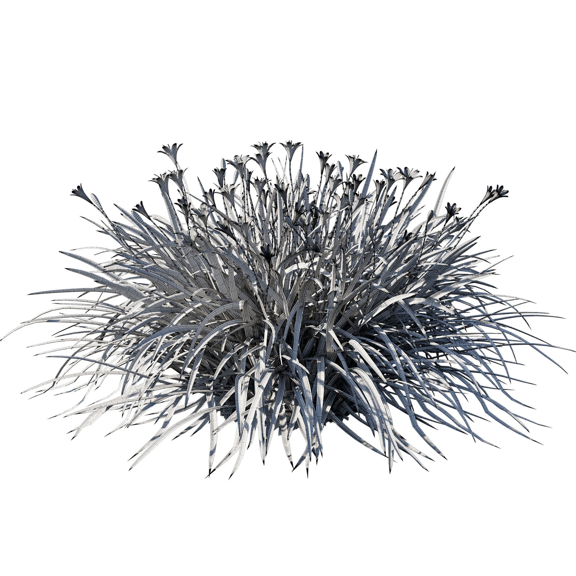 Zephyranthes sulphurea white 3D model_2