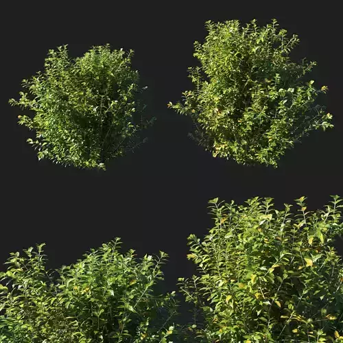 Myrtle bush 01 3D model
