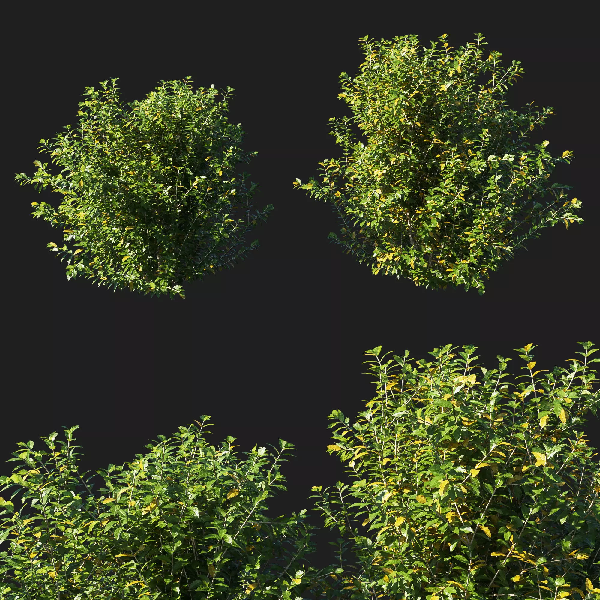 Myrtle bush 01 3D model