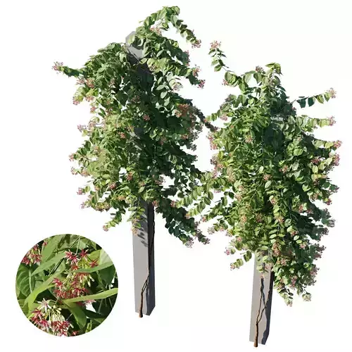 Combretum indicum 02 3D model