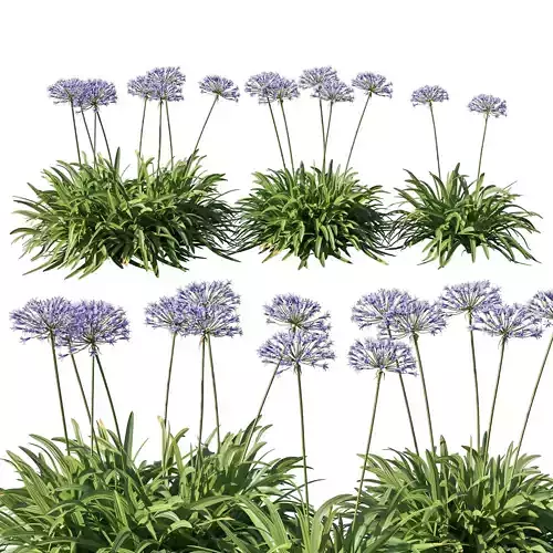 Agapanthus Silver Moon 3D model