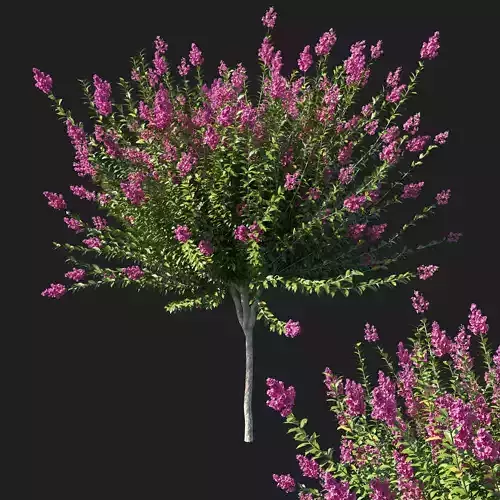 Myrtle tree 02 3D model