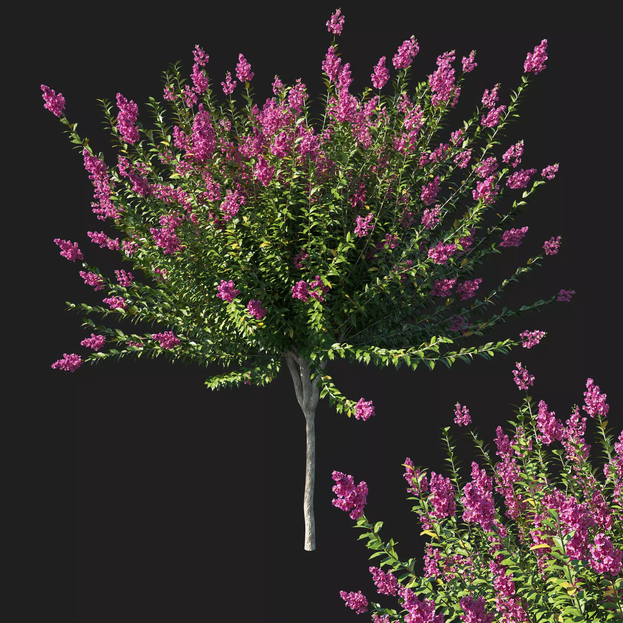 Myrtle tree 02 3D model_0