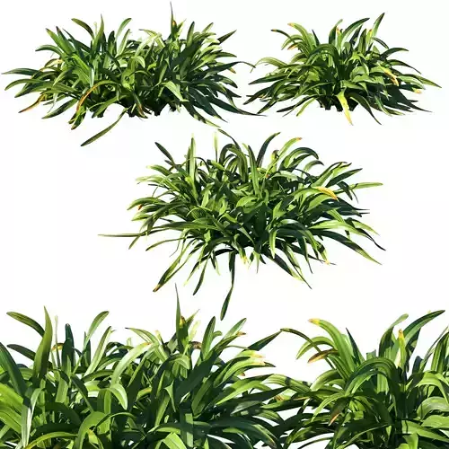 Hymenocallis littoralis