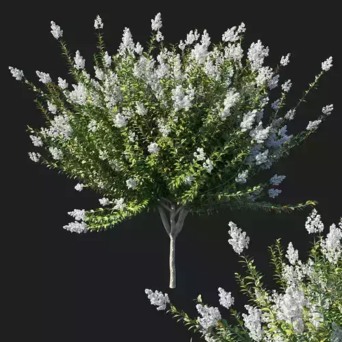 Myrtle Bush White flowers 03 3D model