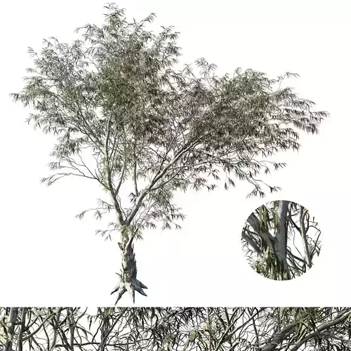 Hymenocallis littoralis tree