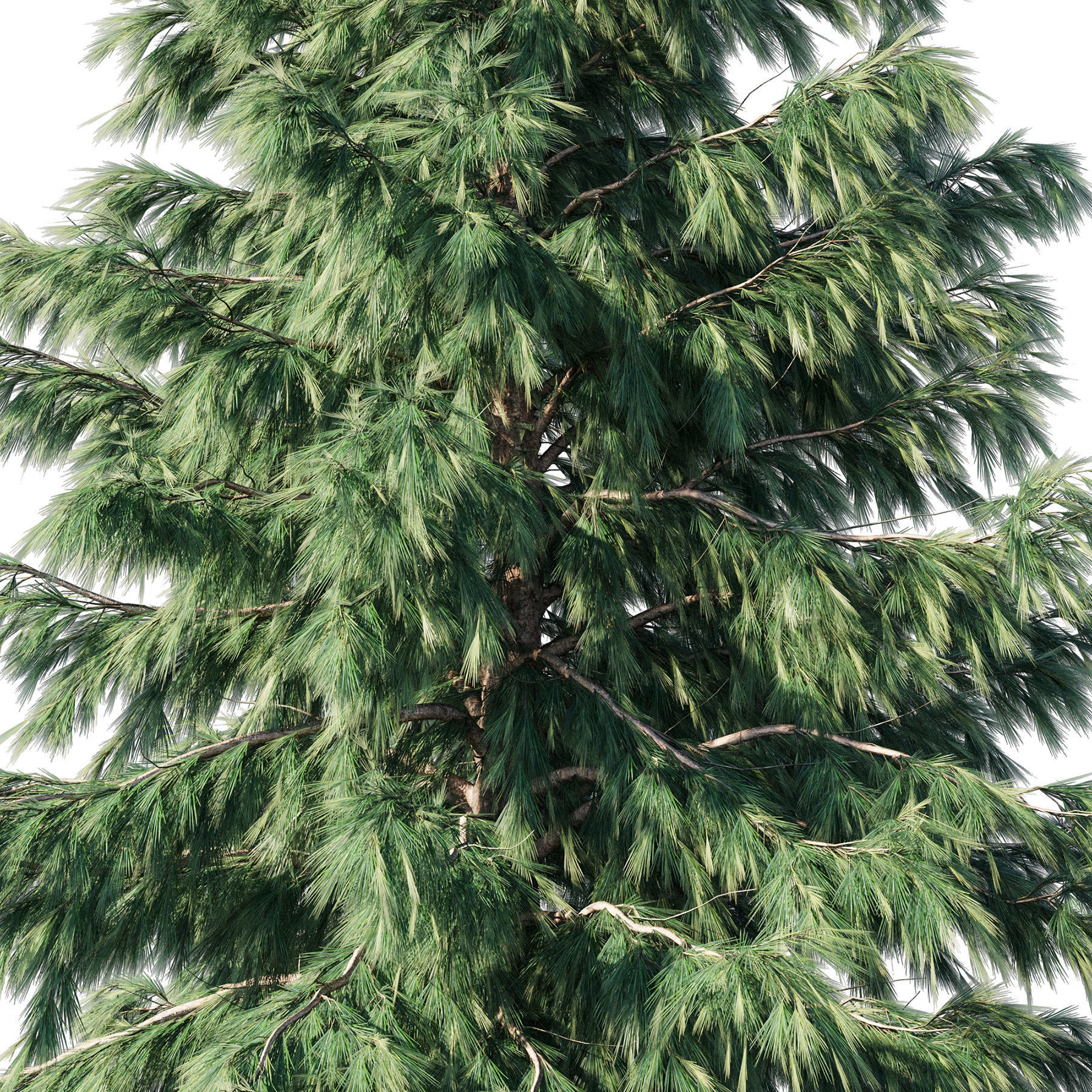 Cedrus Deodara 03 3D model_1