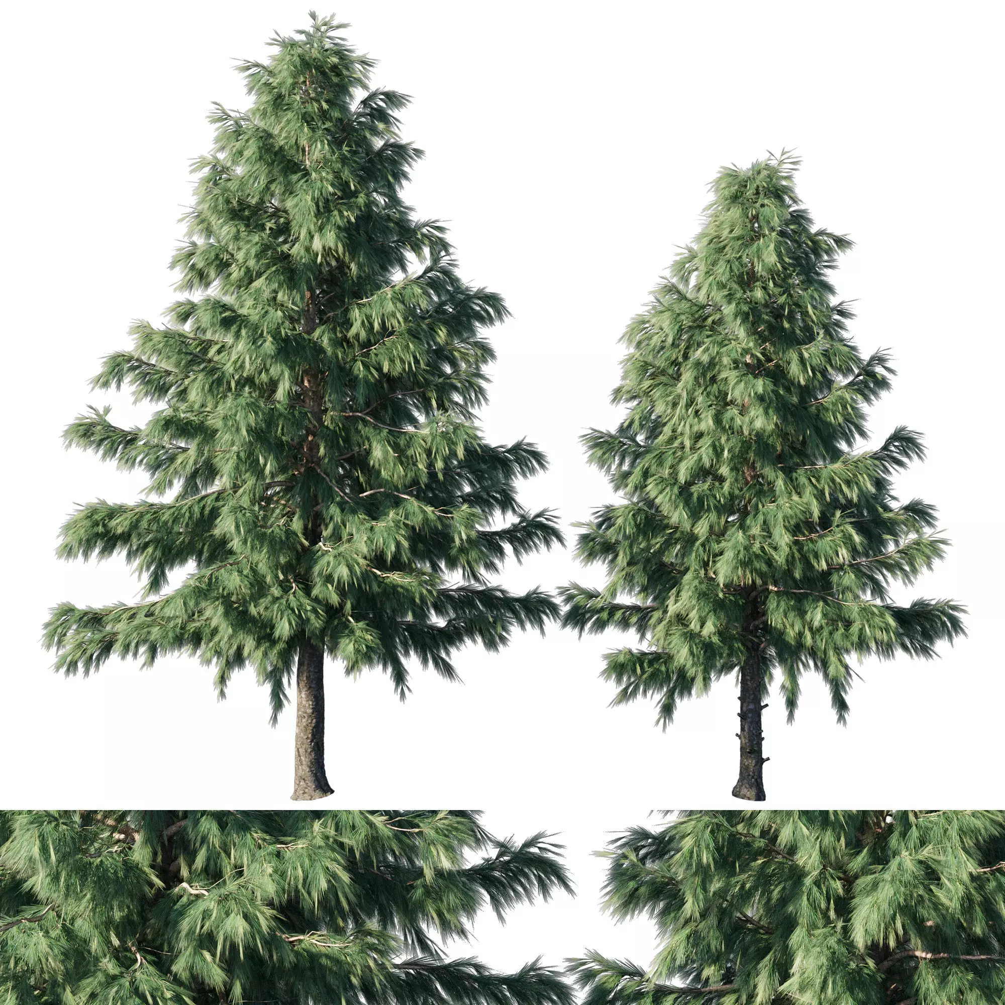 Cedrus Deodara 03 3D model_0