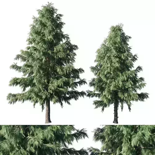 Cedrus Deodara 03