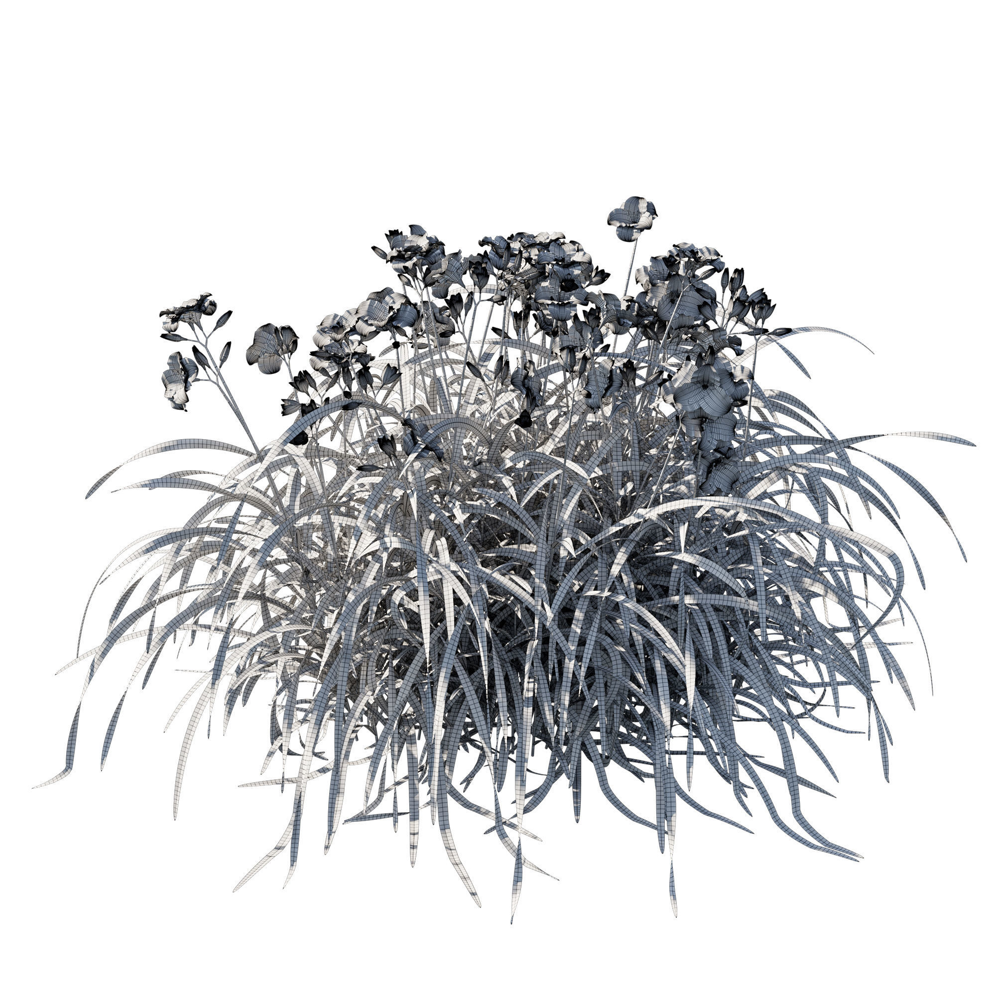 Hemerocallis mary reed 3D model_2