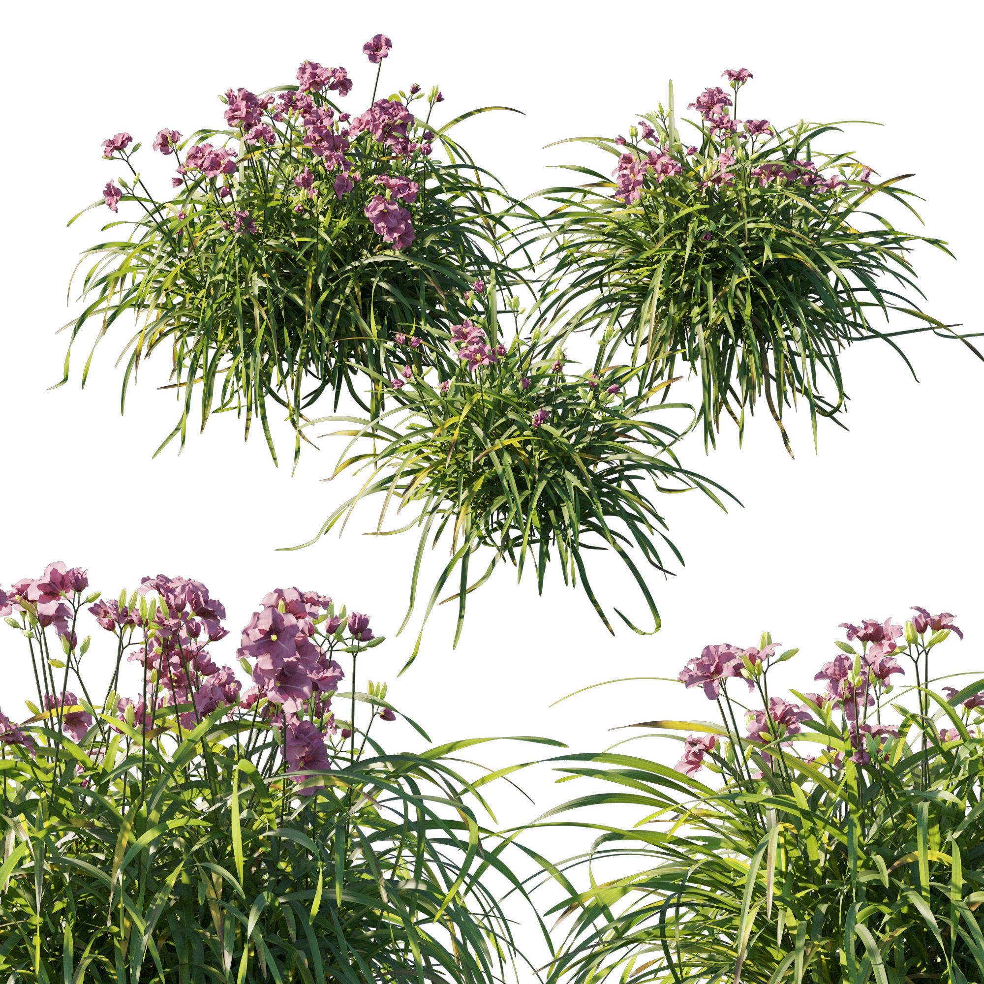 Hemerocallis mary reed 3D model_1