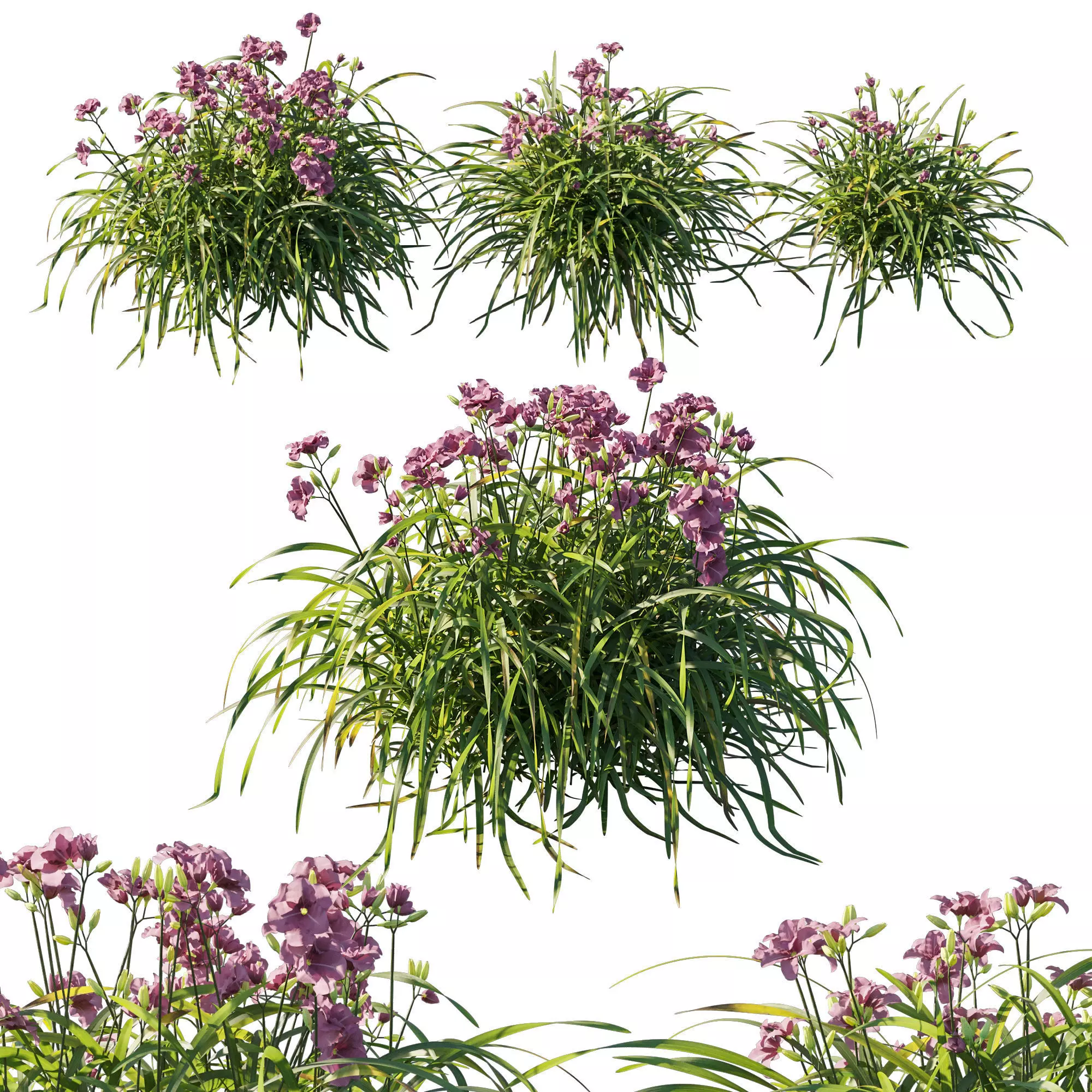 Hemerocallis mary reed 3D model_0