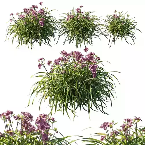 Hemerocallis mary reed