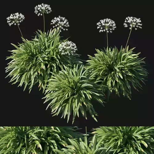 Agapanthus africanus Albus