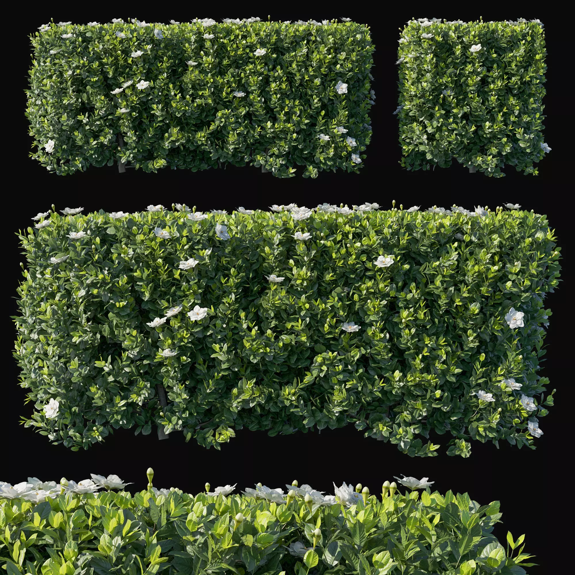 Gardenia augusta 02 3D model