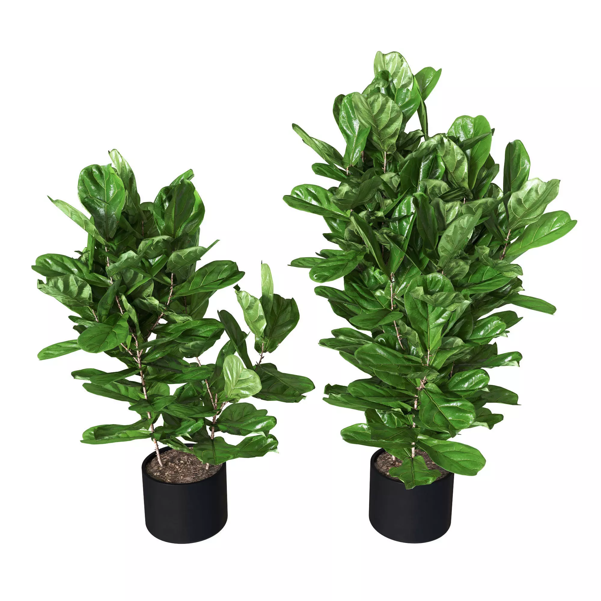 Ficus pandurata Pot 3D model_0