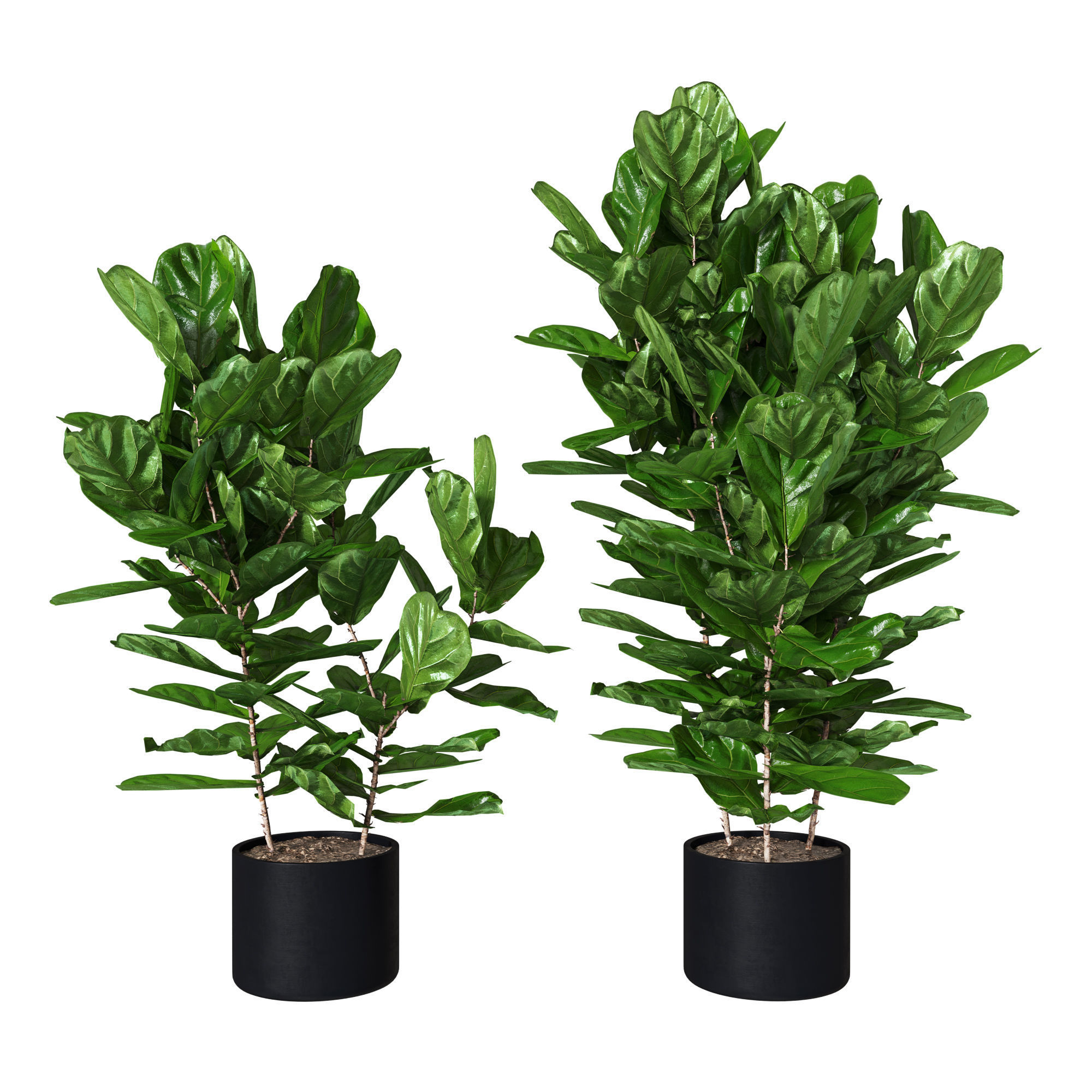 Ficus pandurata Pot 3D model_1