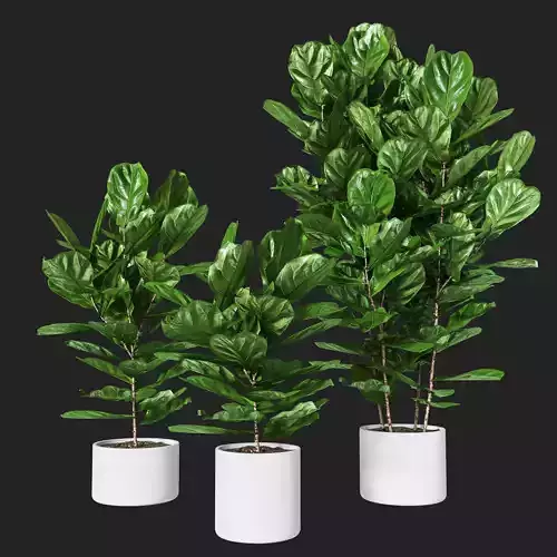 Ficus pandurata pot02 3D model