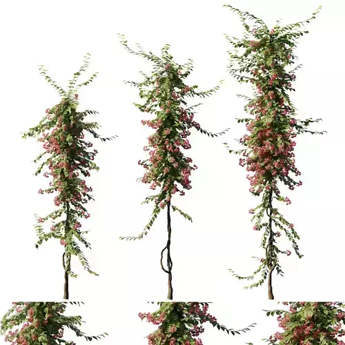 Bougainvillea collection 01