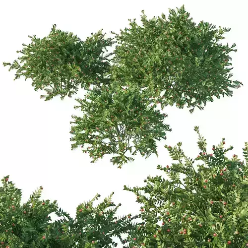 Ruscus aculeatus 3D model