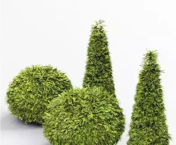 Evergreen Shrubs - Golden Globe Dwarf Thuja tree 3D model