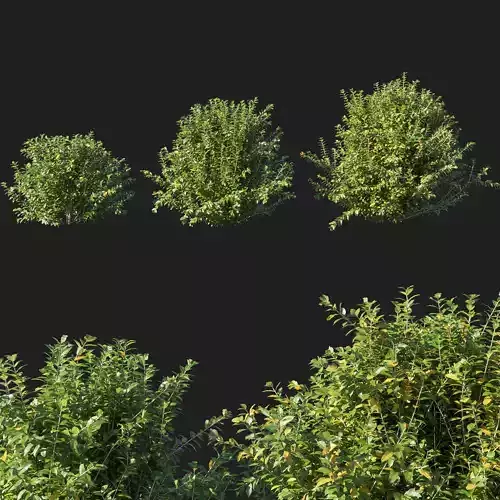 Myrtle 08 3D model