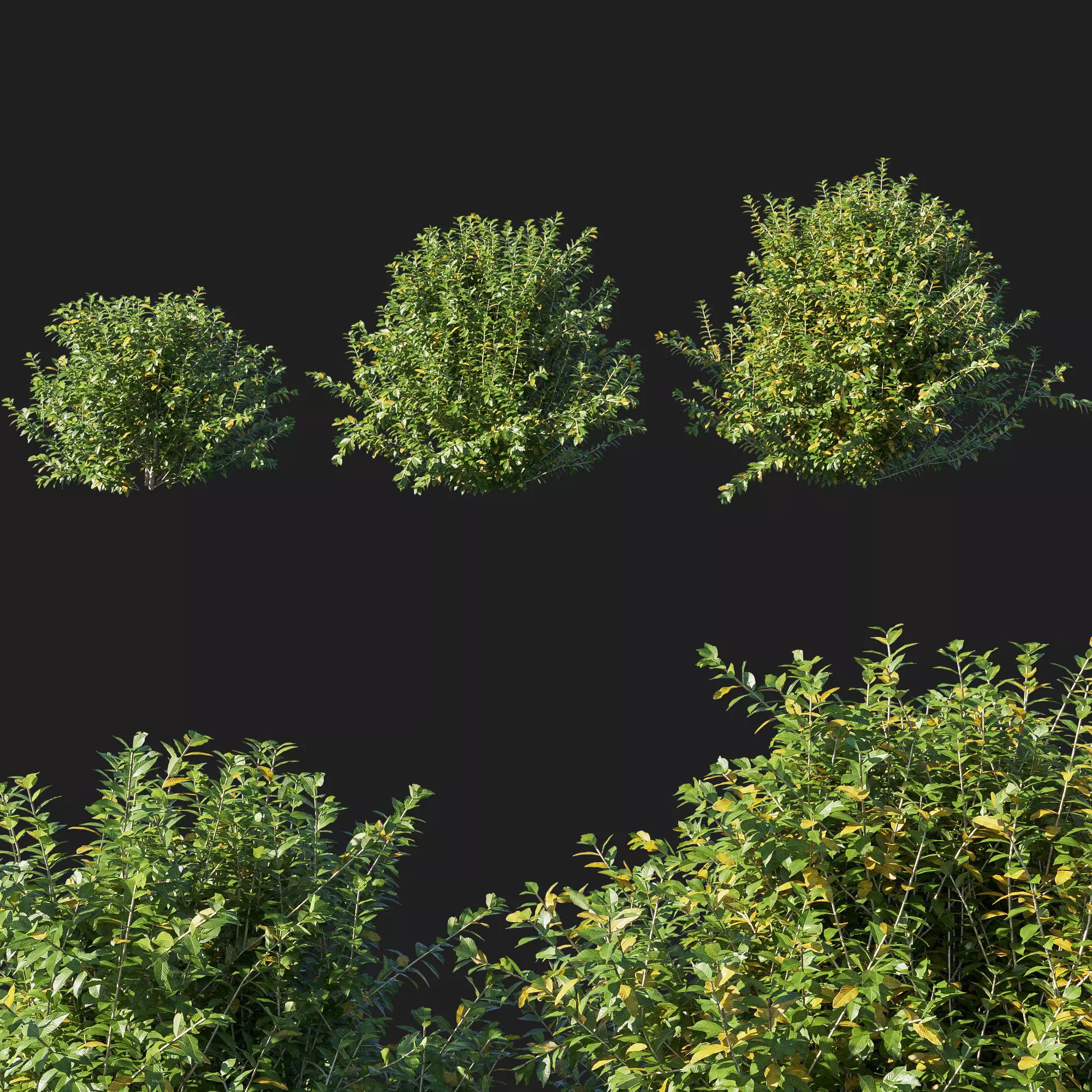 Myrtle 08 3D model_0