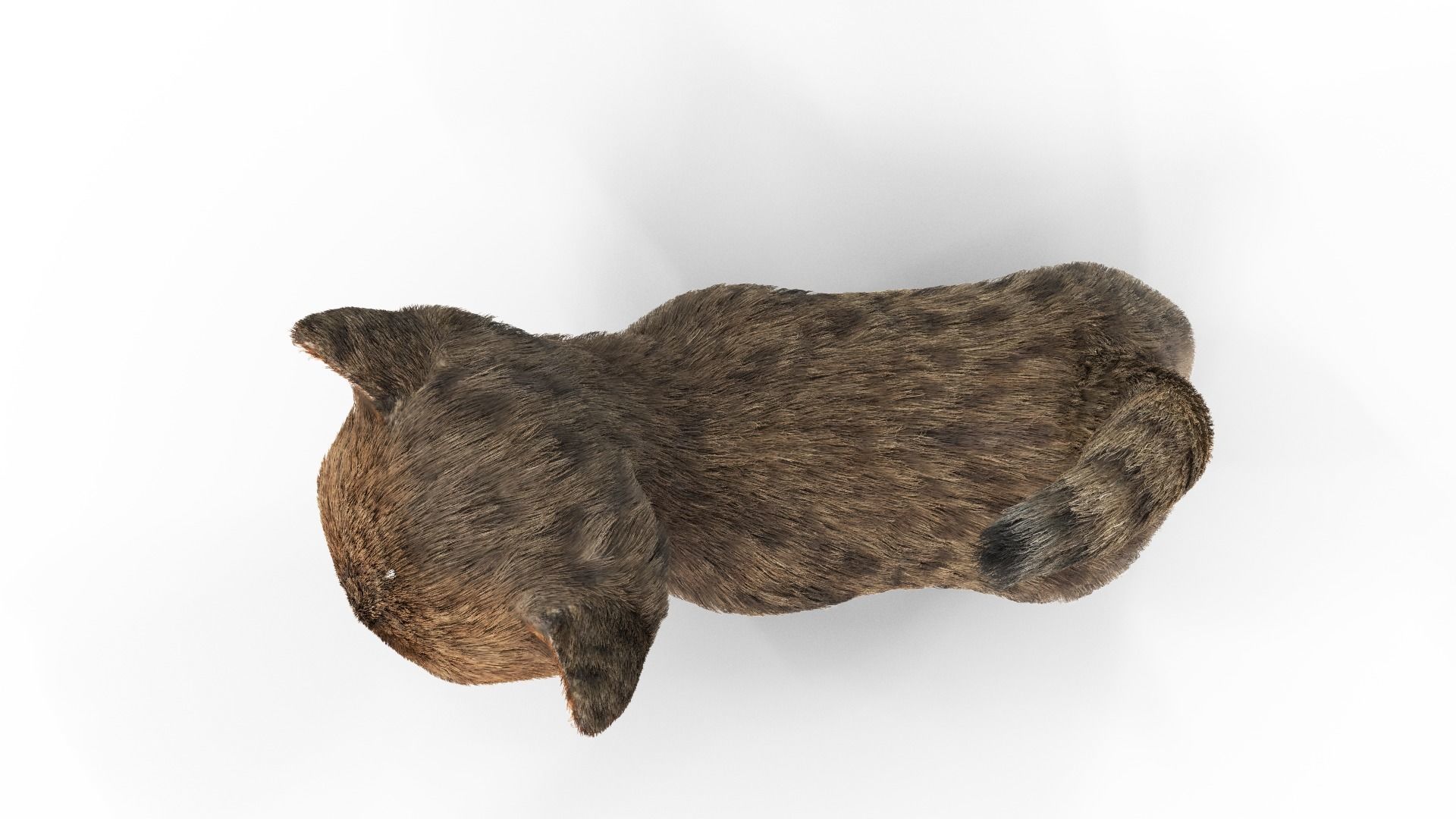 Fur Cute Cat Kitten 01 Animated Low-poly 3D model_5