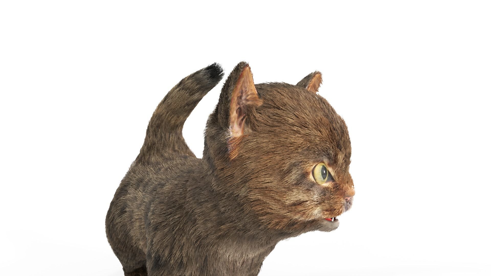 Fur Cute Cat Kitten 01 Animated Low-poly 3D model_3