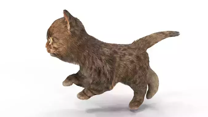 Fur Cute Cat Kitten 01 Animated