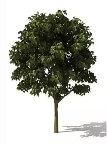 TREE 3D MODEL FREE Free 3D model