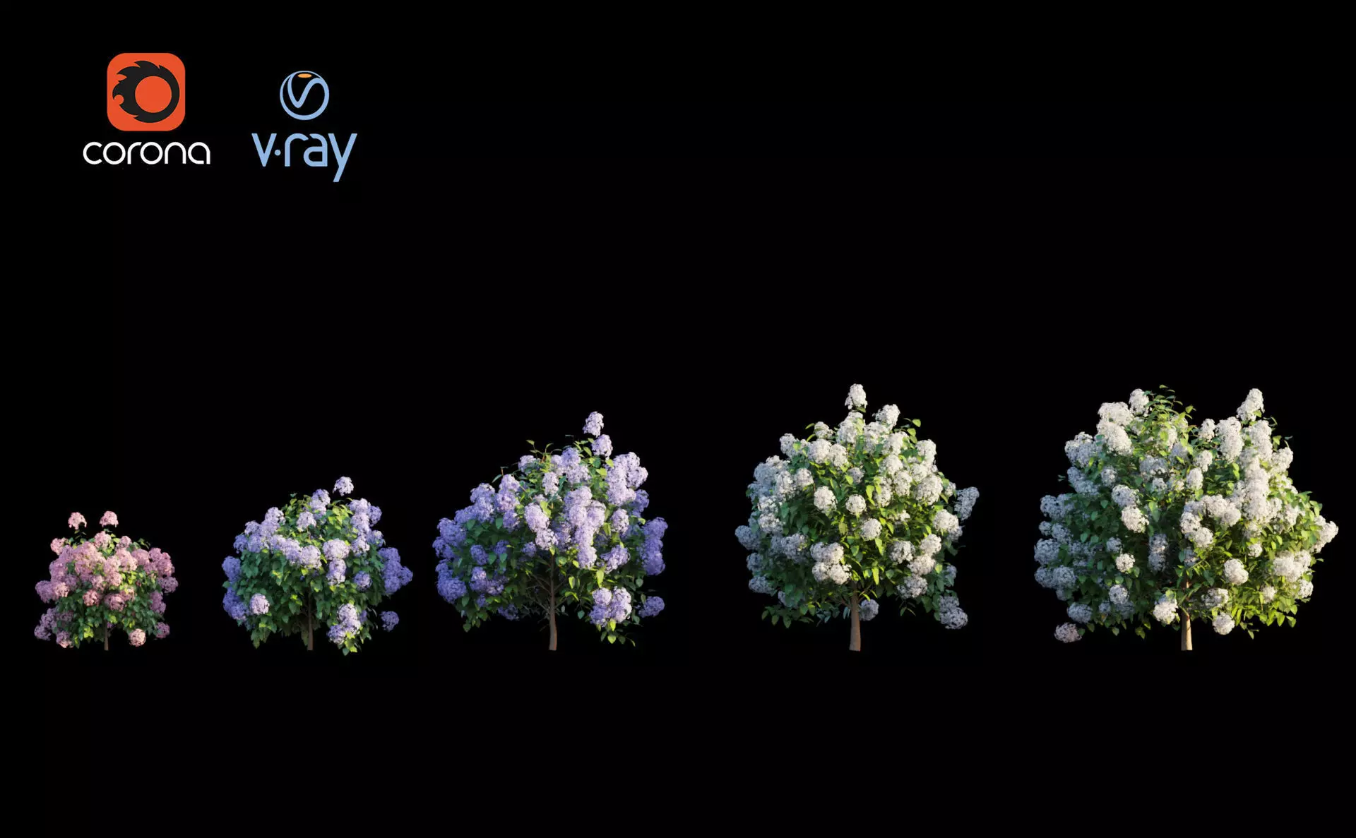 hydrangea macrophylla 3D model_0