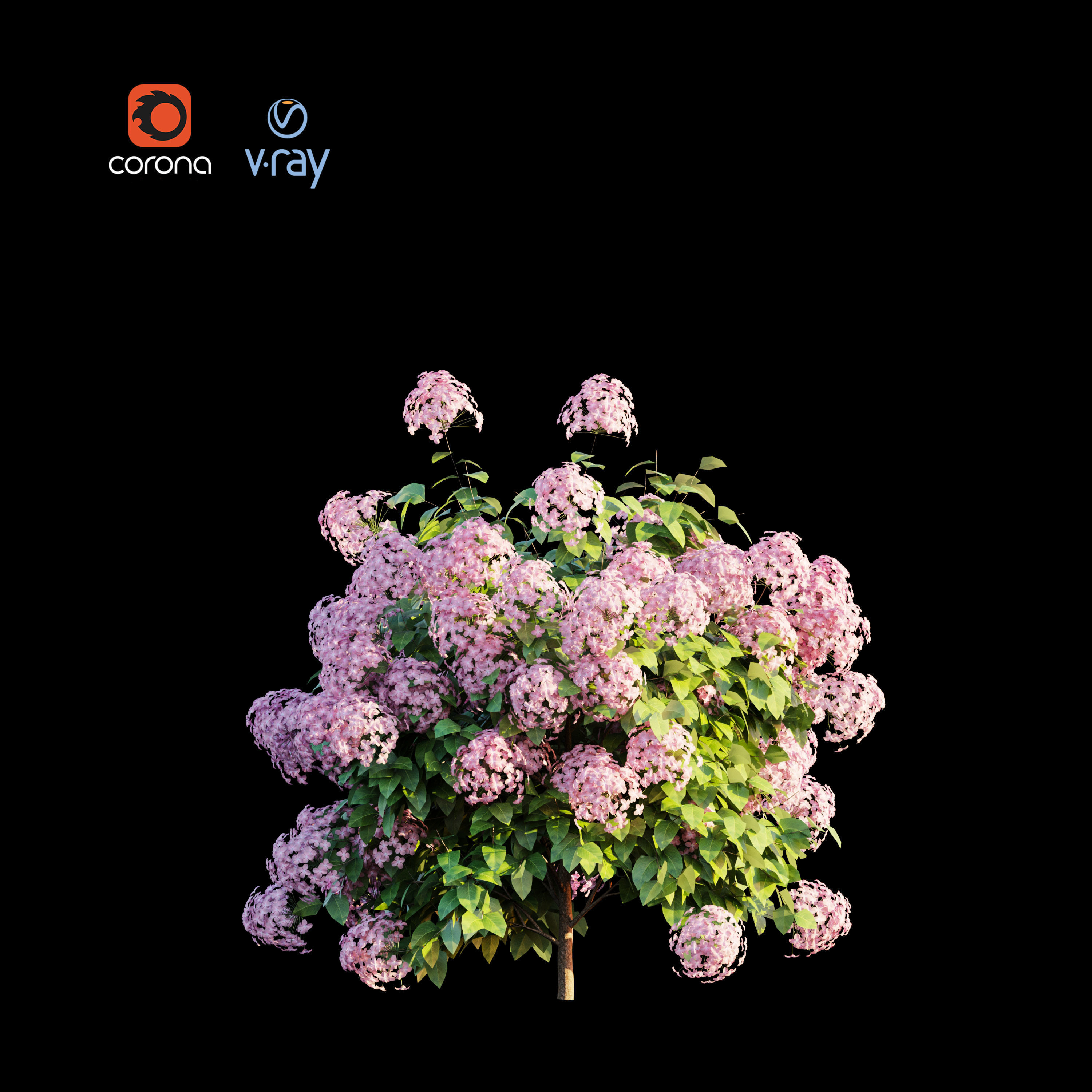 hydrangea macrophylla 3D model_4