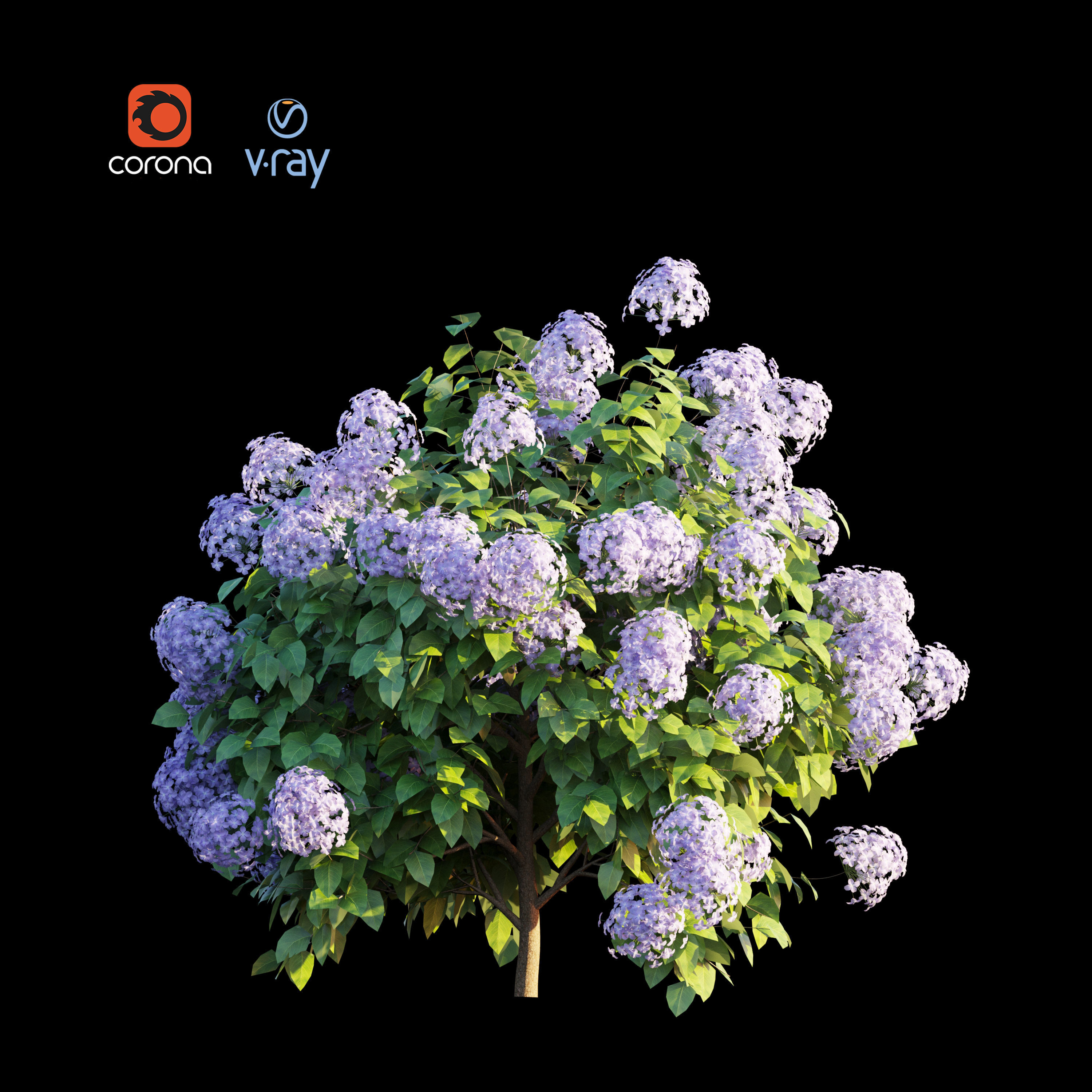 hydrangea macrophylla 3D model_3