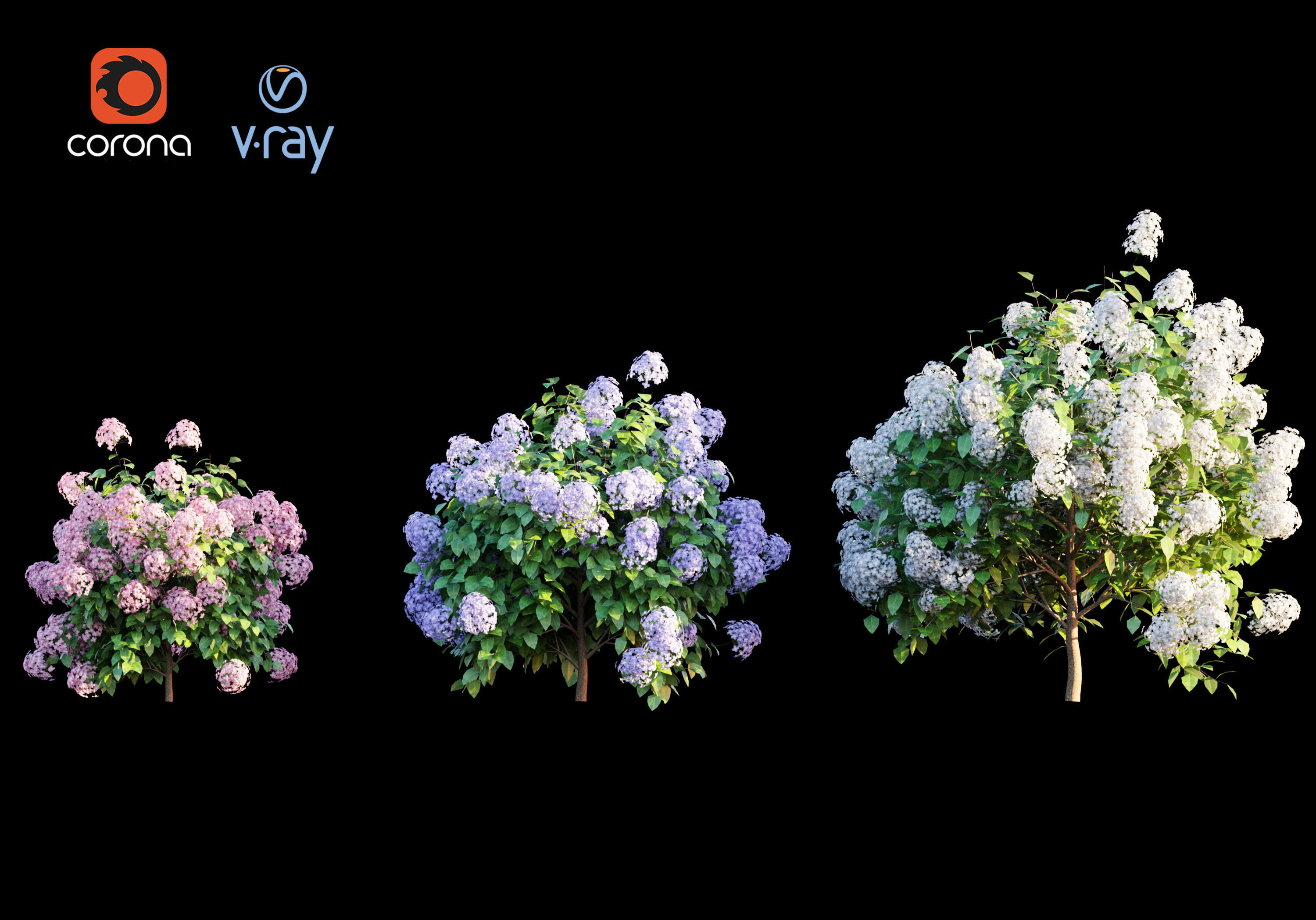 hydrangea macrophylla 3D model_1
