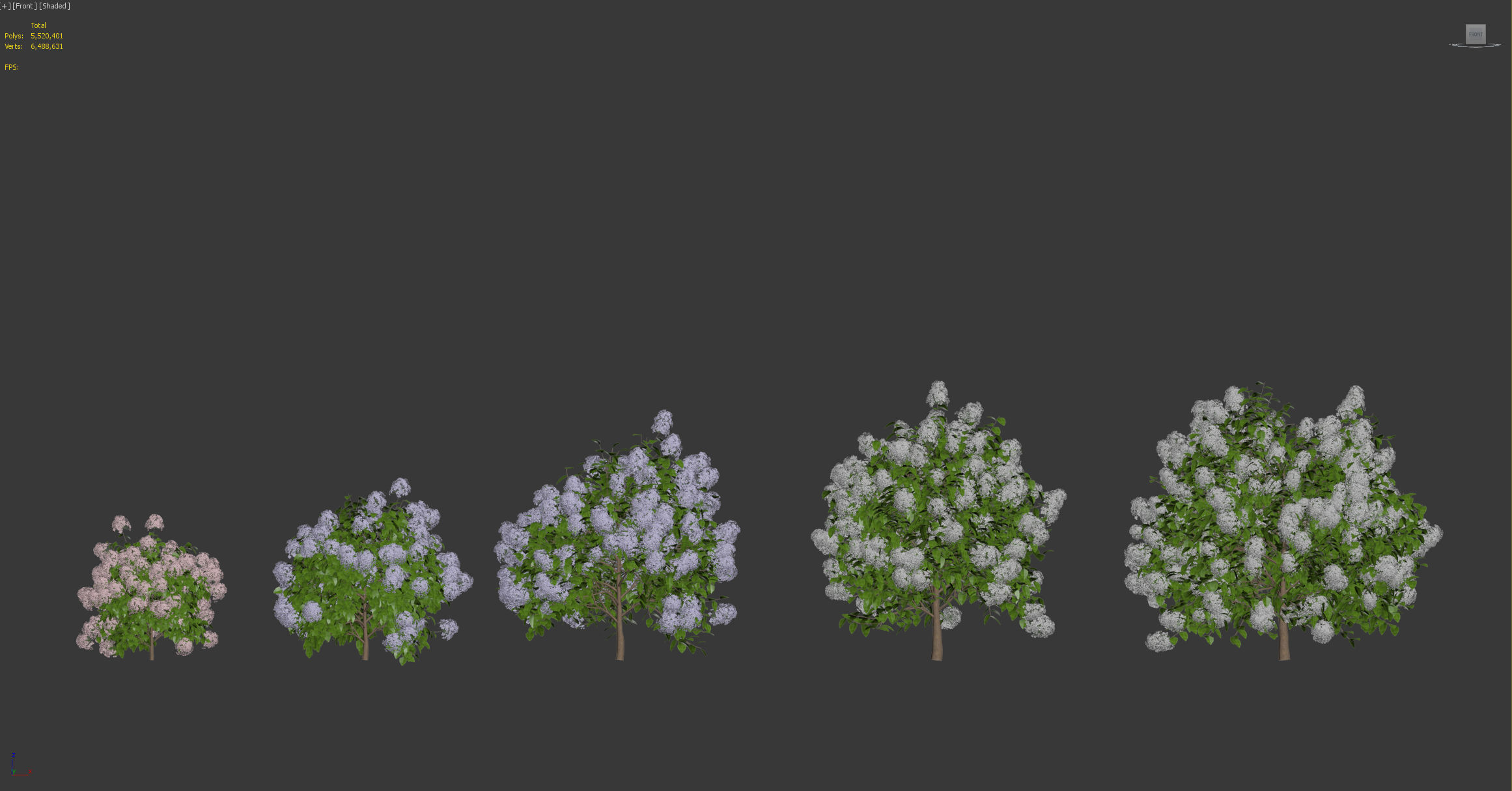 hydrangea macrophylla 3D model_5