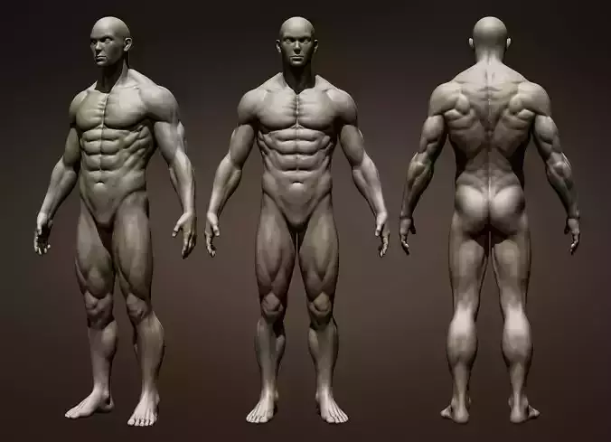 Realistic Male Full Body Sculpt Free 3D model