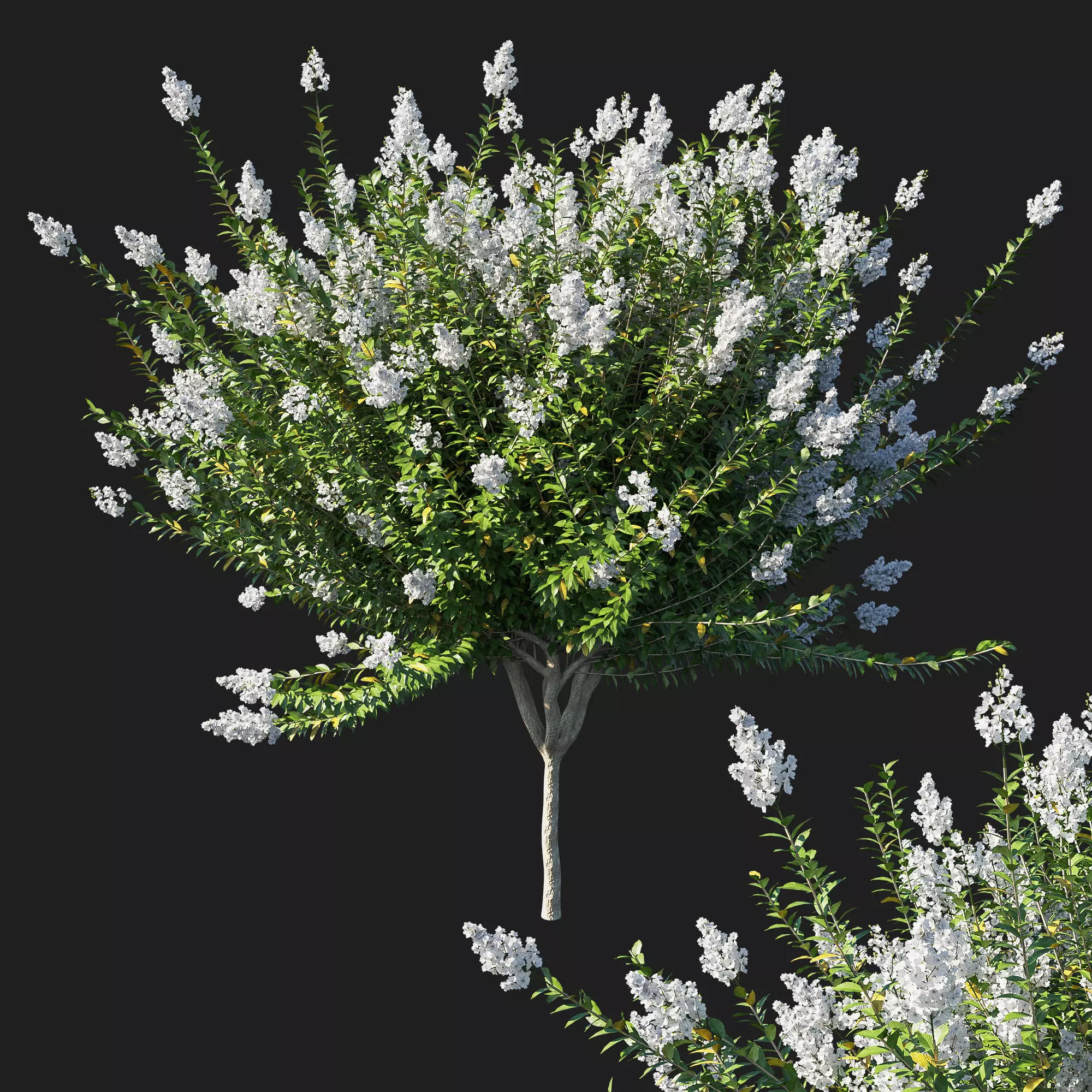Myrtle tree 03 3D model_0