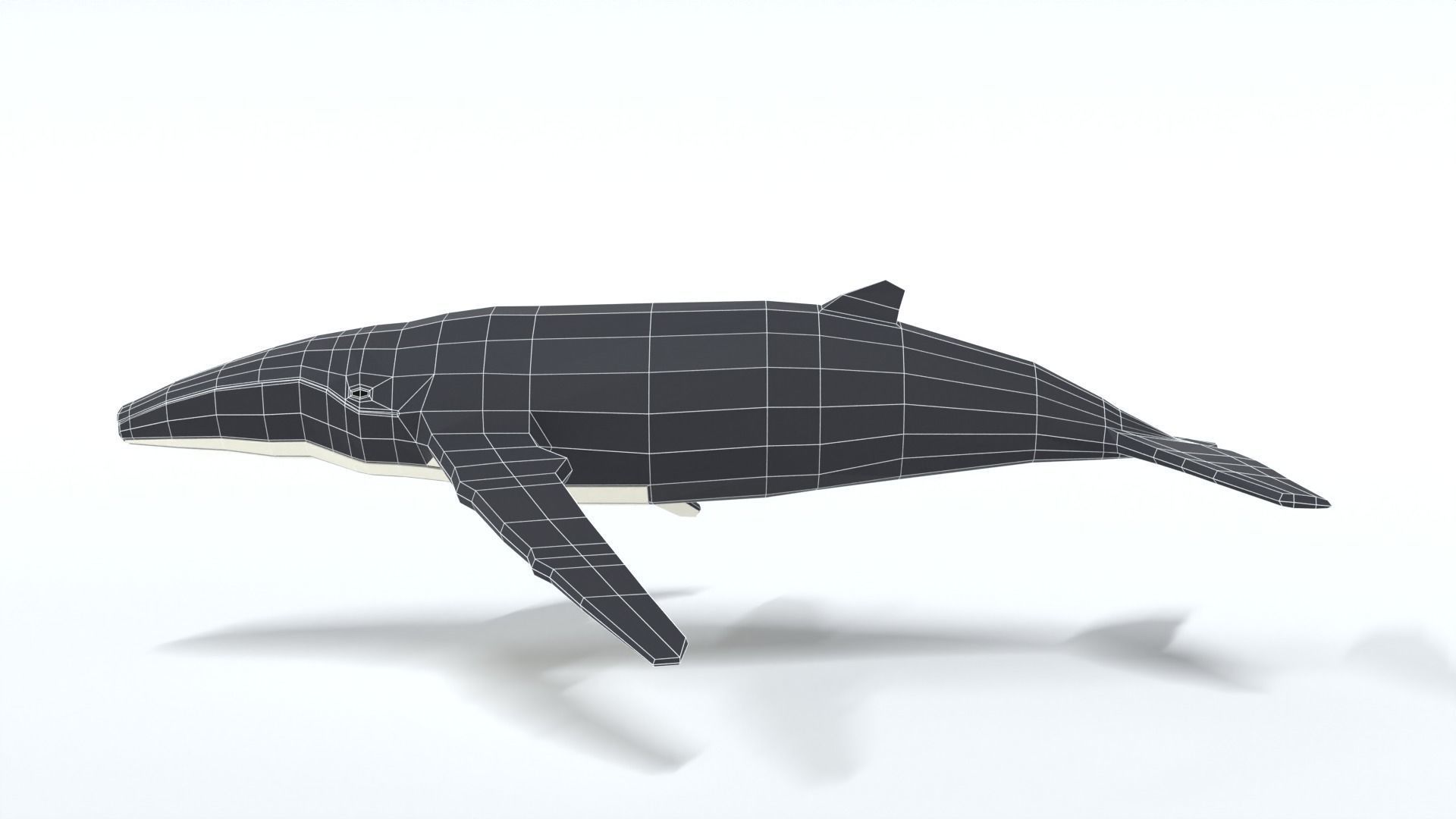 Low Poly Cartoon Humpback Whale Low-poly 3D model_11