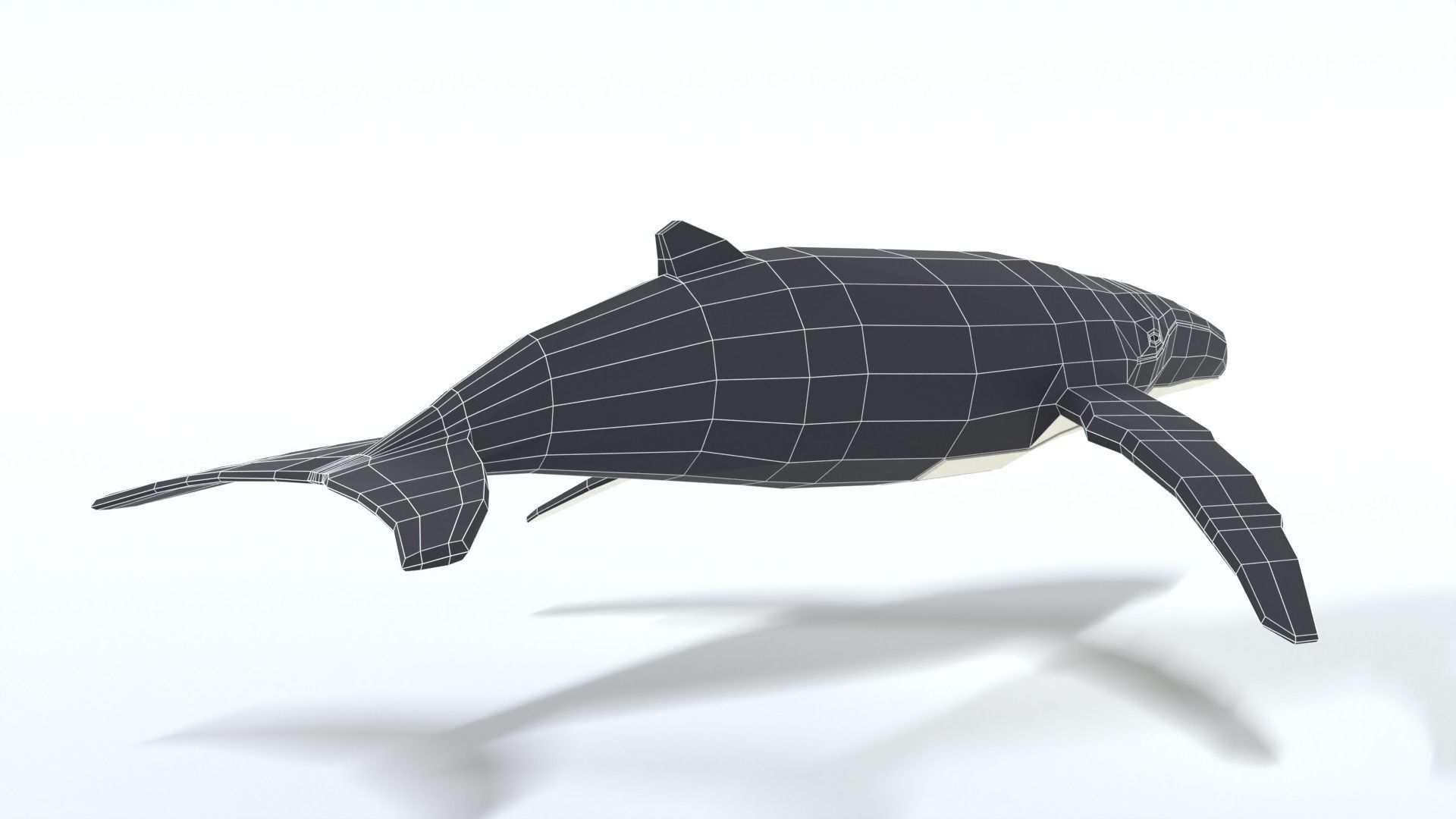 Low Poly Cartoon Humpback Whale Low-poly 3D model_14