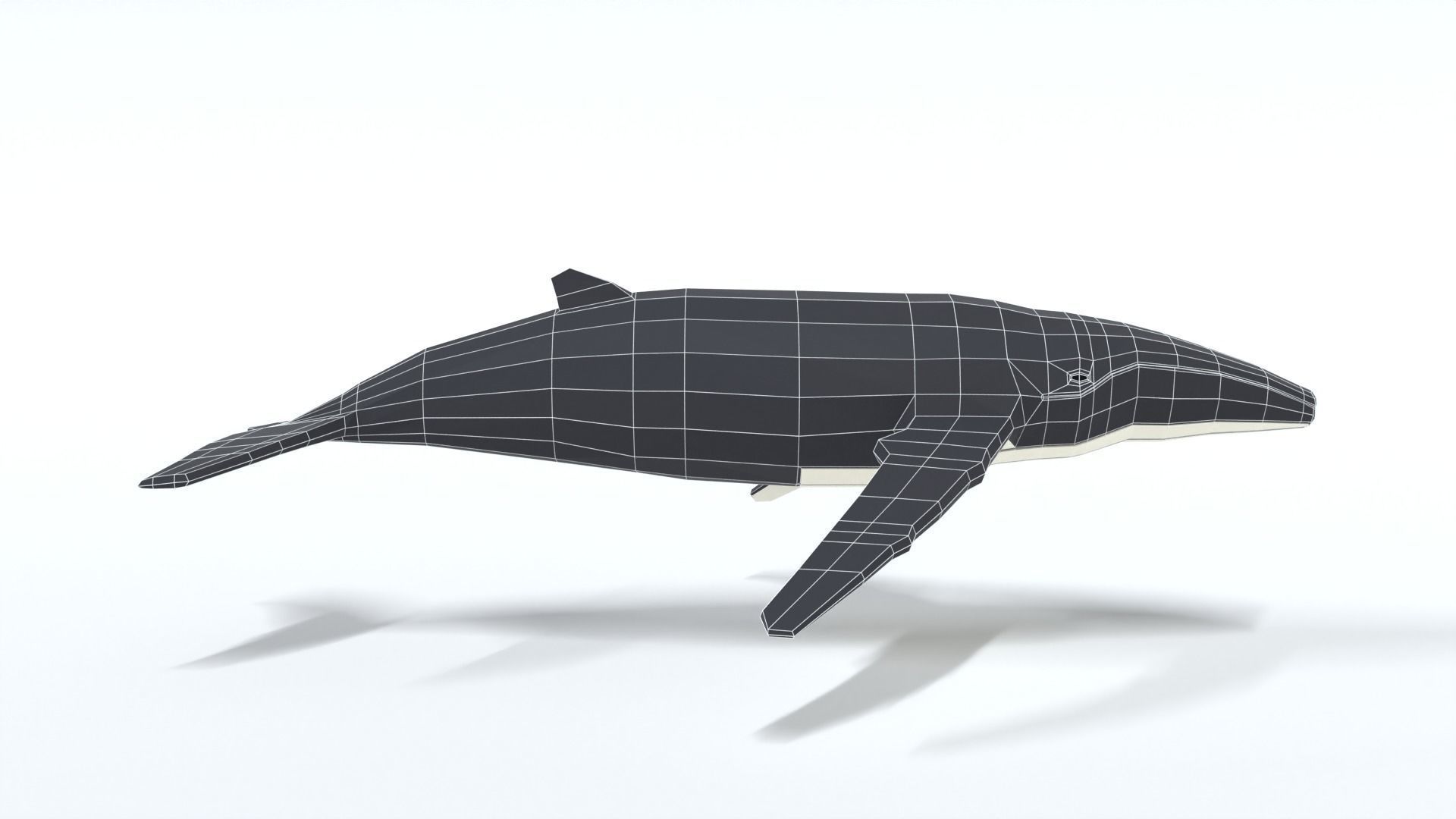 Low Poly Cartoon Humpback Whale Low-poly 3D model_15