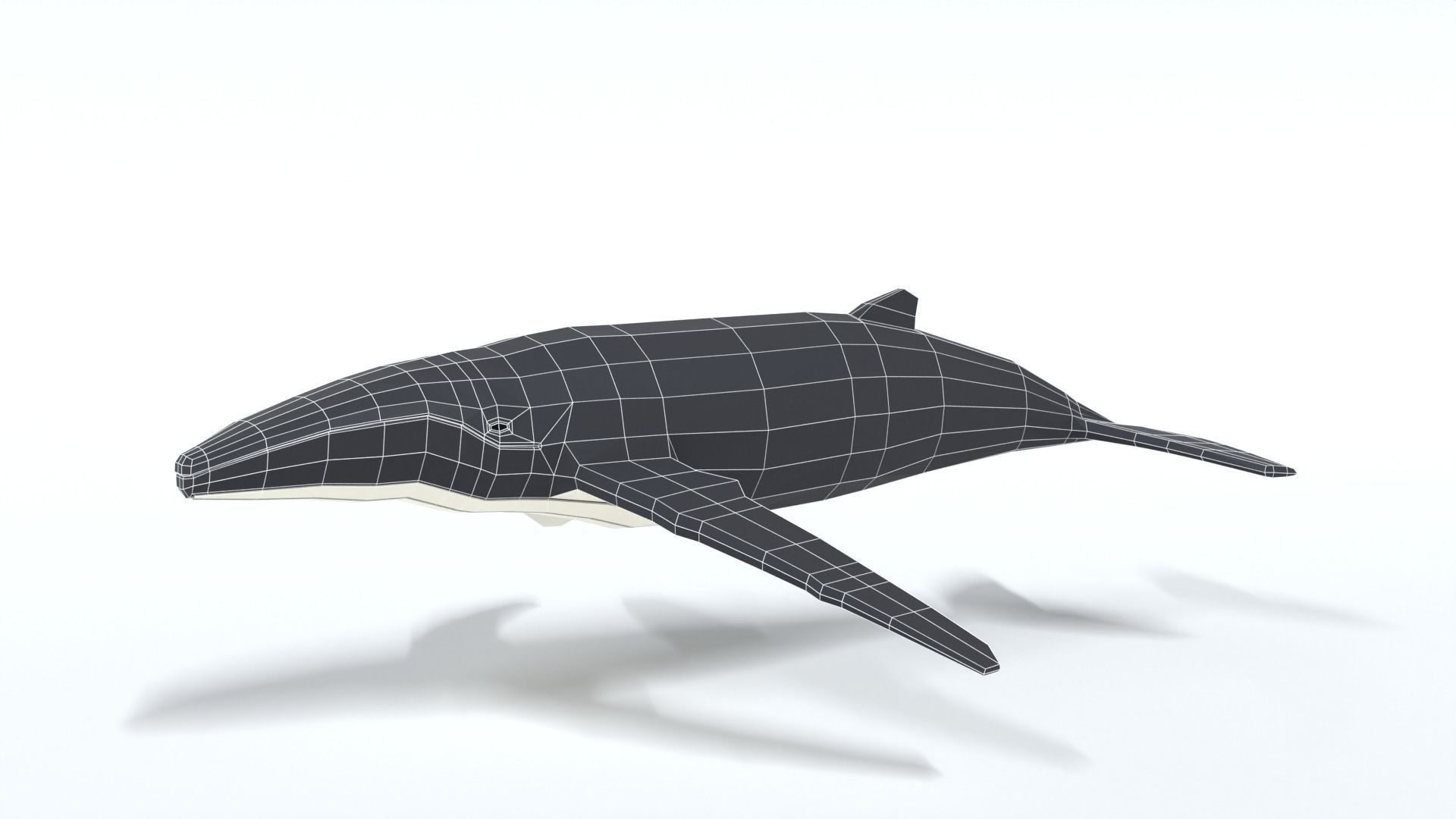 Low Poly Cartoon Humpback Whale Low-poly 3D model_10