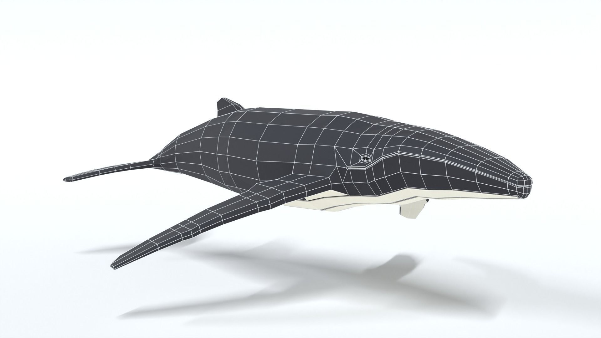 Low Poly Cartoon Humpback Whale Low-poly 3D model_16