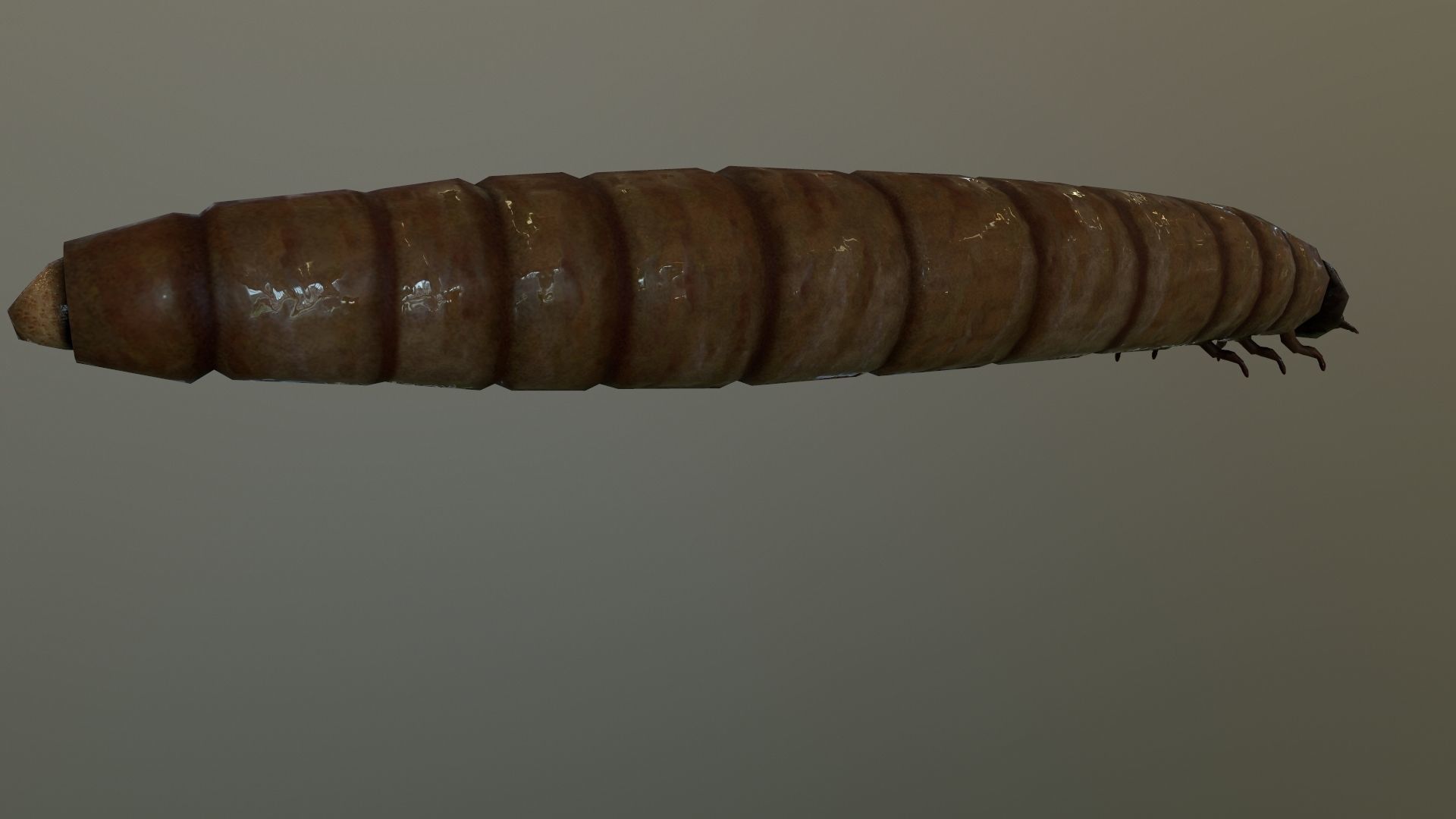 Worm Maggot Low-poly 3D model_2