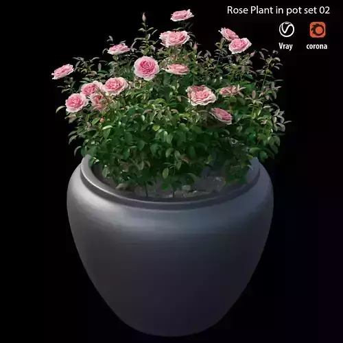 Rose plant in pot set 02