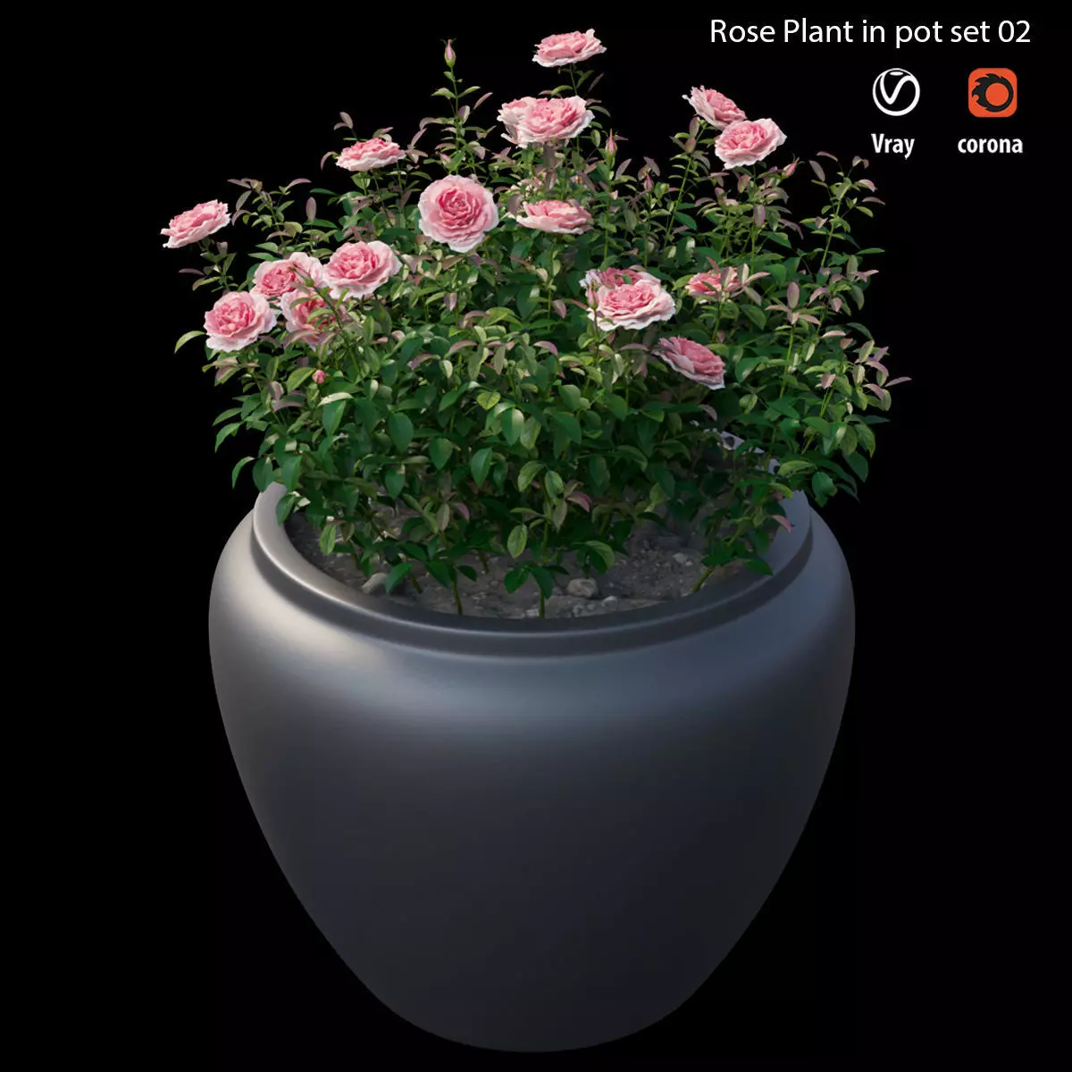 Rose plant in pot set 02 3D model